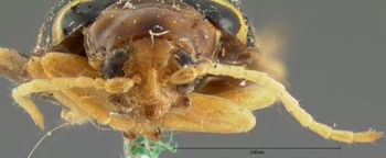 Media type: image;   Entomology 18770 Aspect: head frontal view